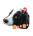 ルイ@dog（個別スタンプ：8）
