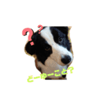 ルイ@dog（個別スタンプ：9）
