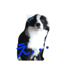 ルイ@dog（個別スタンプ：10）