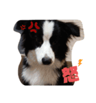 ルイ@dog（個別スタンプ：11）