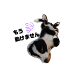 ルイ@dog（個別スタンプ：14）