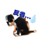 ルイ@dog（個別スタンプ：17）