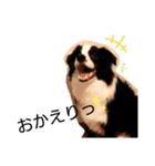 ルイ@dog（個別スタンプ：20）