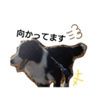 ルイ@dog（個別スタンプ：21）