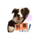 ルイ@dog（個別スタンプ：23）