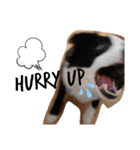 ルイ@dog（個別スタンプ：24）