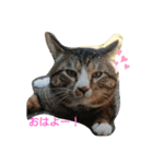 家の猫達スタンプ（個別スタンプ：1）
