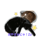 家の猫達スタンプ（個別スタンプ：2）