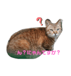 家の猫達スタンプ（個別スタンプ：3）