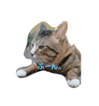 家の猫達スタンプ（個別スタンプ：4）