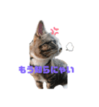 家の猫達スタンプ（個別スタンプ：5）