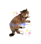 家の猫達スタンプ（個別スタンプ：7）
