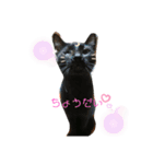 家の猫達スタンプ（個別スタンプ：8）