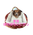 チワックス虎龍b（個別スタンプ：8）