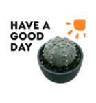 S Cactus（個別スタンプ：4）