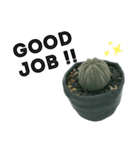 S Cactus（個別スタンプ：5）