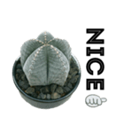 S Cactus（個別スタンプ：6）