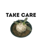 S Cactus（個別スタンプ：8）