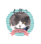 お家にゃんこ（個別スタンプ：1）