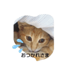 お家にゃんこ（個別スタンプ：2）