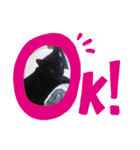 お家にゃんこ（個別スタンプ：5）