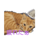 お家にゃんこ（個別スタンプ：6）