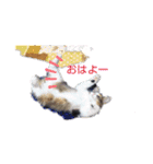 お家にゃんこ（個別スタンプ：10）