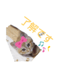 お家にゃんこ（個別スタンプ：14）