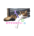 お家にゃんこ（個別スタンプ：16）