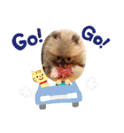 愛犬のアクアとダイヤ（個別スタンプ：12）