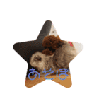 愛犬のアクアとダイヤ（個別スタンプ：13）