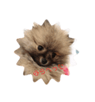 愛犬のアクアとダイヤ（個別スタンプ：14）