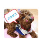 愛犬のアクアとダイヤ（個別スタンプ：15）