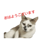 敬語で伝える猫スタンプ（個別スタンプ：1）