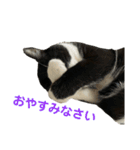 敬語で伝える猫スタンプ（個別スタンプ：2）