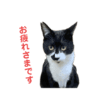 敬語で伝える猫スタンプ（個別スタンプ：3）