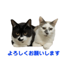 敬語で伝える猫スタンプ（個別スタンプ：4）