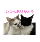 敬語で伝える猫スタンプ（個別スタンプ：5）