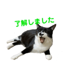 敬語で伝える猫スタンプ（個別スタンプ：6）