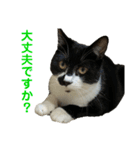 敬語で伝える猫スタンプ（個別スタンプ：7）
