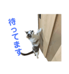 敬語で伝える猫スタンプ（個別スタンプ：9）