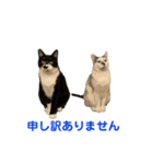 敬語で伝える猫スタンプ（個別スタンプ：10）