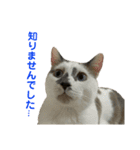 敬語で伝える猫スタンプ（個別スタンプ：11）