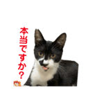 敬語で伝える猫スタンプ（個別スタンプ：12）