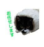 敬語で伝える猫スタンプ（個別スタンプ：14）