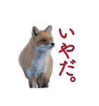 北海道の野生たち（個別スタンプ：2）