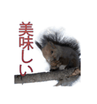 北海道の野生たち（個別スタンプ：3）