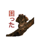 北海道の野生たち（個別スタンプ：6）