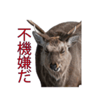 北海道の野生たち（個別スタンプ：8）
