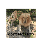 ゴールデンレトリバー  クラウドの日常 1（個別スタンプ：2）
